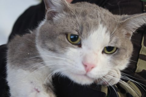 Caravana de salud para perros y gatos en la plaza El Taray, Aguascalientes