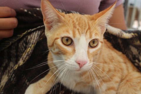 Caravanas de la Salud para perros y gatos ofreciendo servicios gratuitos en Aguascalientes.