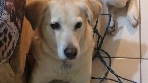 Perrita llamada Gabana encontrada en Haciendas de Aguascalientes, bajo resguardo mientras se buscan sus dueños.